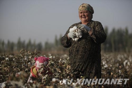 10月26日，在新疆喀什地区巴楚县，维吾尔族棉农带着4岁的孙女在采摘棉桃。