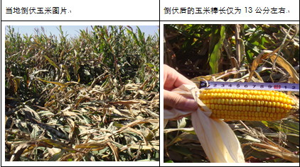 2011黑龙江秋季考察报告总结：粮食丰收年 大豆前景忧