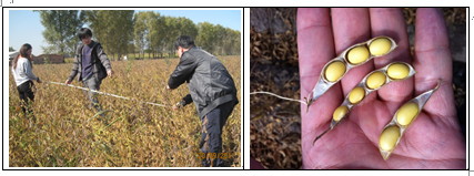 2011黑龙江秋季考察报告总结：粮食丰收年 大豆前景忧