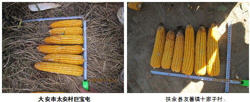2011年秋季吉林玉米考察报告总结
