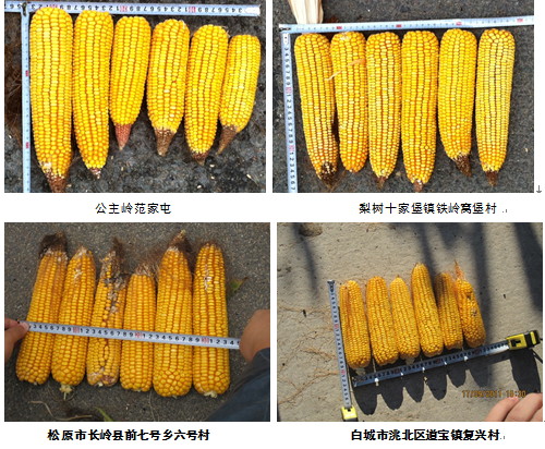 2011年秋季吉林玉米考察报告总结