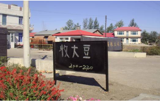 大豆