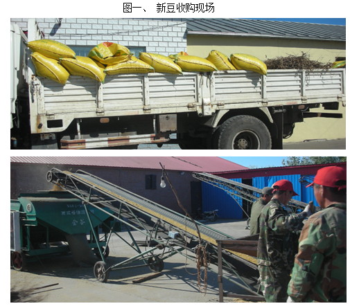 2011大商所黑龙江秋季农产品考察报告之二