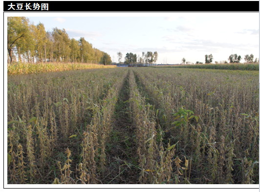 大连商品交易所201秋季大豆玉米考察之一