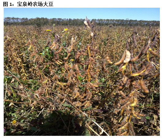 2011年大商所黑龙江秋季大豆玉米东线考察报告二