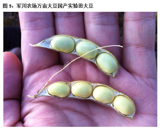 2011年大商所黑龙江秋季大豆玉米东线考察报告二