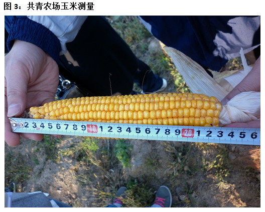 2011年大商所黑龙江秋季大豆玉米东线考察报告二