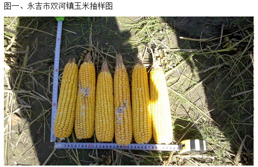 2011年吉林玉米收获期考察（五）