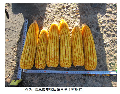 大商所东北玉米收获期考察三：天气不改玉米丰产格局