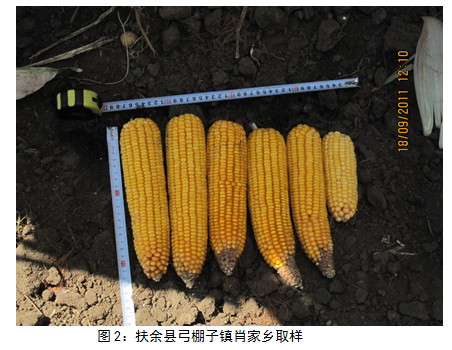 大商所东北玉米收获期考察三：天气不改玉米丰产格局