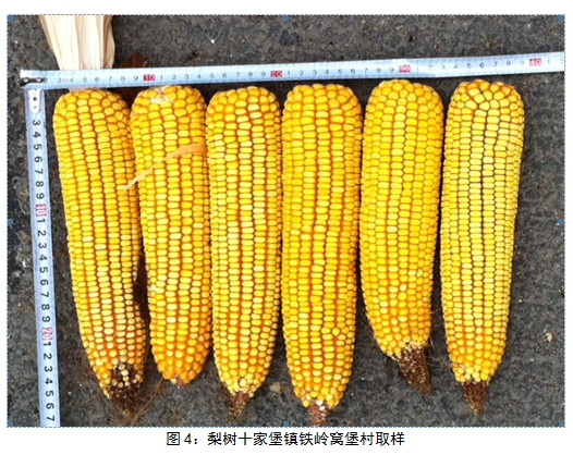 大商所东北玉米收获期考察一：种植面积较10年小幅增加