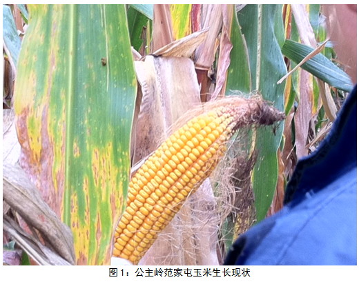 大商所东北玉米收获期考察一：种植面积较10年小幅增加