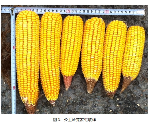 大商所东北玉米收获期考察一：种植面积较10年小幅增加