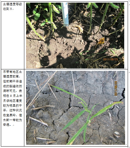 【2011期货团队评选】南华期货：大豆玉米调研报告